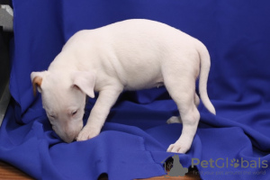 Photo №1. bull terrier - à vendre en ville de Ливерпуль | négocié | Annonce №123502