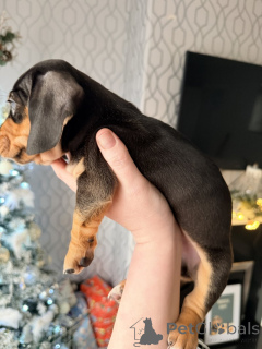 Photo №3. Superbes chiots teckel de nos animaux de compagnie bien-aimés. Australie