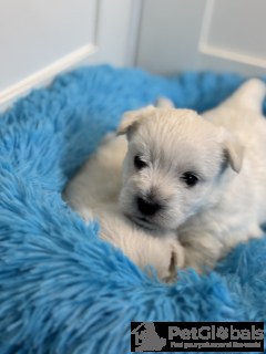 Photo №4. Je vais vendre chien bâtard en ville de Szydłowiec. éleveur - prix - 1900€