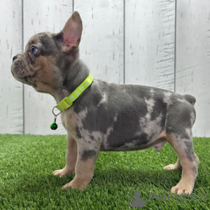 Photo №1. bouledogue - à vendre en ville de Leeds | 484€ | Annonce №161028