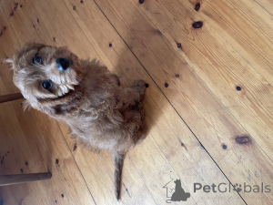 Photo №1. kavapoun - à vendre en ville de Clonmel | 150€ | Annonce №141242