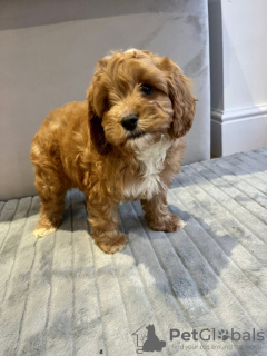 Photo №2 de l'annonce № 132000 de la vente cavalier king charles spaniel - acheter à USA annonce privée