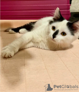 Photo №3. Le chaton incroyablement beau Yasha cherche une maison.. Fédération de Russie