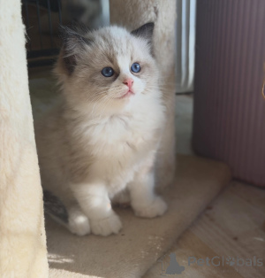 Photo №1. ragdoll - à vendre en ville de Flensburg | négocié | Annonce № 170000