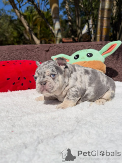 Photo №1. bouledogue - à vendre en ville de Francheville | négocié | Annonce №174877