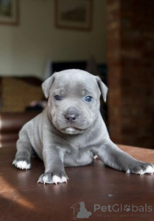 Photo №2 de l'annonce № 175471 de la vente staffordshire bull terrier - acheter à Allemagne annonce privée