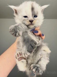 Photo №1. maine coon - à vendre en ville de Alavus | 500€ | Annonce № 164230