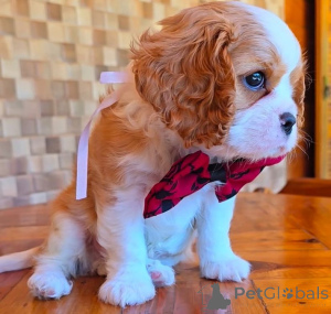 Photo №1. cavalier king charles spaniel - à vendre en ville de Coopio | négocié | Annonce №155456