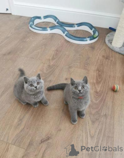Photo №1. british shorthair - à vendre en ville de Helsinki | négocié | Annonce № 167661