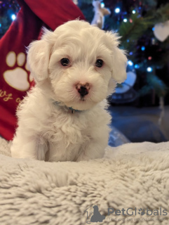 Photo №1. bichon maltais - à vendre en ville de Miami | 379€ | Annonce №93432