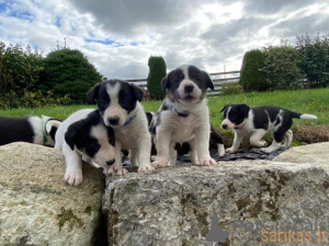 Photo №1. border collie - à vendre en ville de Varsovie | 358€ | Annonce №42491