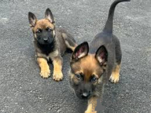 Photo №2 de l'annonce № 164215 de la vente malinois - acheter à La Grande-Bretagne annonce privée, éleveur