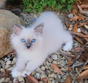 Photo №1. british longhair - à vendre en ville de Munich | 300€ | Annonce № 109696