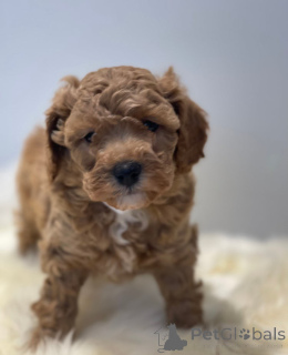 Photo №1. cavalier king charles spaniel - à vendre en ville de Feldkirch | 390€ | Annonce №143768