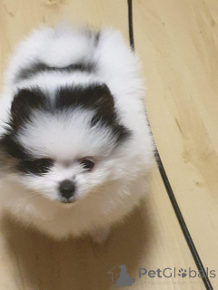 Photo №2 de l'annonce № 159968 de la vente spitz nain - acheter à L'Autriche 