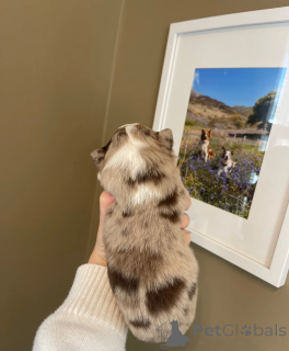 Photo №4. Je vais vendre border collie en ville de Alabama.  - prix - 339€