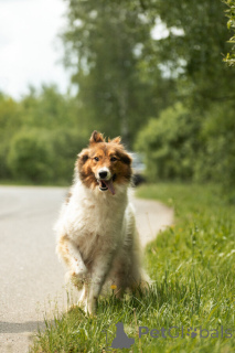 Photo №3. Lesya, renard, fille, 2 ans, voyageur et intelligent!. Fédération de Russie