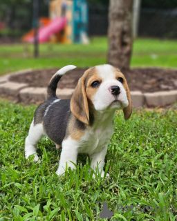 Photo №1. beagle - à vendre en ville de Cologne | 484€ | Annonce №166512