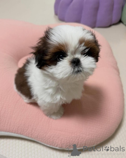 Photo №2 de l'annonce № 173337 de la vente shih tzu - acheter à Allemagne annonce privée