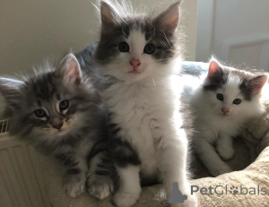 Photo №3. Beaux chatons des forêts norvégiennes. Belgique