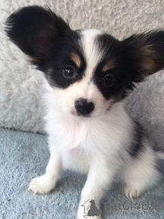 Photos supplémentaires: Chiots Papillon mignons avec pedigree pour adoption