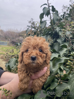 Photo №1. caniche (jouet) - à vendre en ville de Сивац | négocié | Annonce №126822