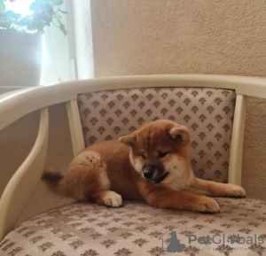 Photo №1. shiba - à vendre en ville de Bucharest | 350€ | Annonce №125748