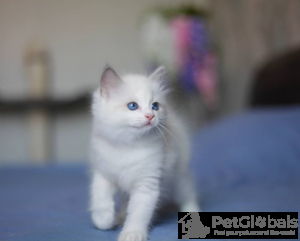 Photo №1. manx - à vendre en ville de Антверпен | négocié | Annonce № 134387