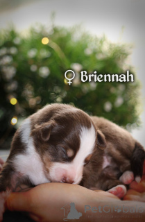 Photo №4. Je vais vendre berger américain miniature (aussie) en ville de Danzig. annonce privée, éleveur - prix - 2700€