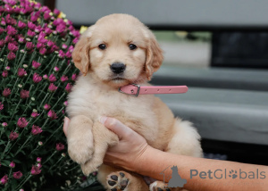 Photo №1. golden retriever - à vendre en ville de Milan | négocié | Annonce №157924