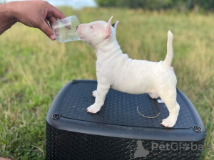 Photos supplémentaires: Bull Terrier miniature FCI