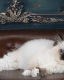 Photo №3. Ragdoll-Kätzchen à vendre. L'Autriche