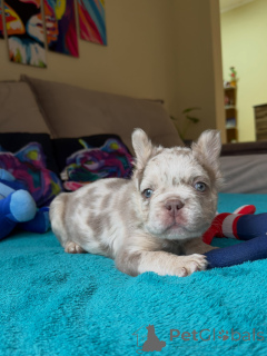 Photo №3. Chiots bouledogue français à vendre en bonne santé, heureux et élevés à la. République Tchèque