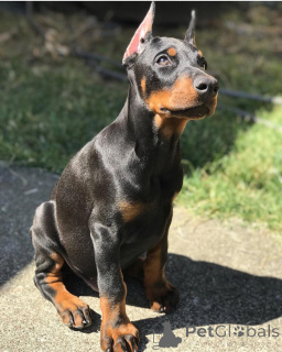 Photo №2 de l'annonce № 138744 de la vente dobermann - acheter à Allemagne annonce privée