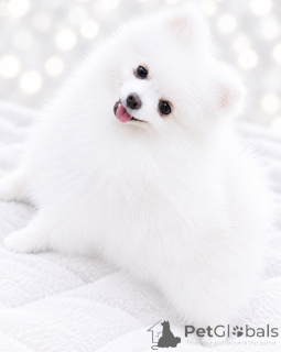Photo №4. Je vais vendre spitz nain en ville de Dnipro. annonce privée, de la fourrière, éleveur - prix - 600€