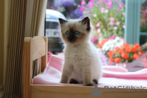 Photo №4. Je vais vendre ragdoll en ville de Fishers. annonce privée - prix - 331€