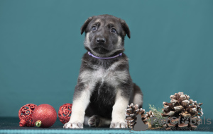 Photo №2 de l'annonce № 128585 de la vente berger de l'est de l'europe - acheter à La Lettonie annonce privée, éleveur