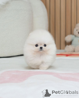 Photo №4. Je vais vendre spitz nain en ville de Aberts. éleveur - prix - 250€