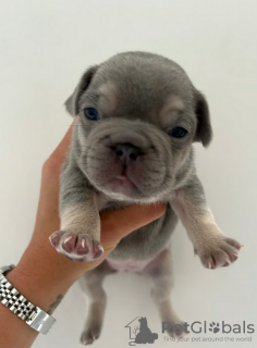 Photos supplémentaires: Chiots bouledogue français de race complète enregistrée au Kennel Club