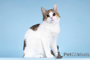 Photo №1.  - à vendre en ville de Khimki | Gratuit | Annonce № 157211