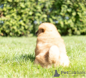 Photo №3. Les chiots Chow Chow sont maintenant prêts à emménager dans de nouveaux foyers. USA