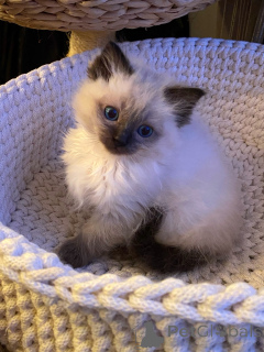 Photo №1. ragdoll - à vendre en ville de Biefeld | négocié | Annonce № 174840