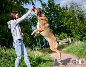 Photos supplémentaires: Bim, un jeune chien joyeux, cherche un foyer.