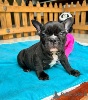 Photo №3. Chiots bouledogue français bleu en bonne santé disponibles. Allemagne