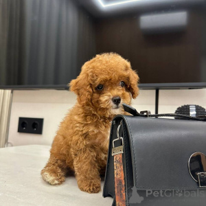 Photo №2 de l'annonce № 164541 de la vente maltipu - acheter à Allemagne éleveur