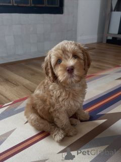Photo №1. labradoodle - à vendre en ville de Munich | négocié | Annonce №169008