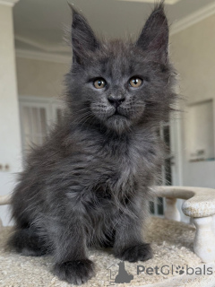 Photo №1. maine coon - à vendre en ville de Munich | négocié | Annonce № 154638
