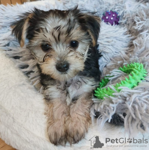 Photo №4. Je vais vendre yorkshire terrier en ville de Leipzig. annonce privée - prix - 265€