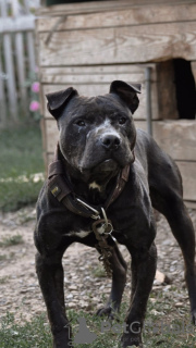 Photo №1. american pit bull terrier - à vendre en ville de Москва | 370€ | Annonce №55518