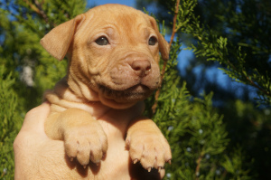 Photos supplémentaires: Chenil LOIGHY HEARTS, chiots élevage sportif pit bull terrier